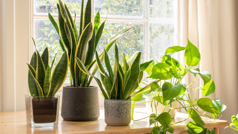 3 potted snake plants on a wooden table in front of a sunny window