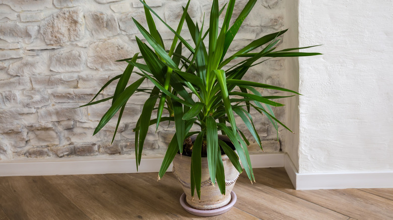 yucca plant in a ceramic pot and saucer on a wood floor and in front of a rock wall