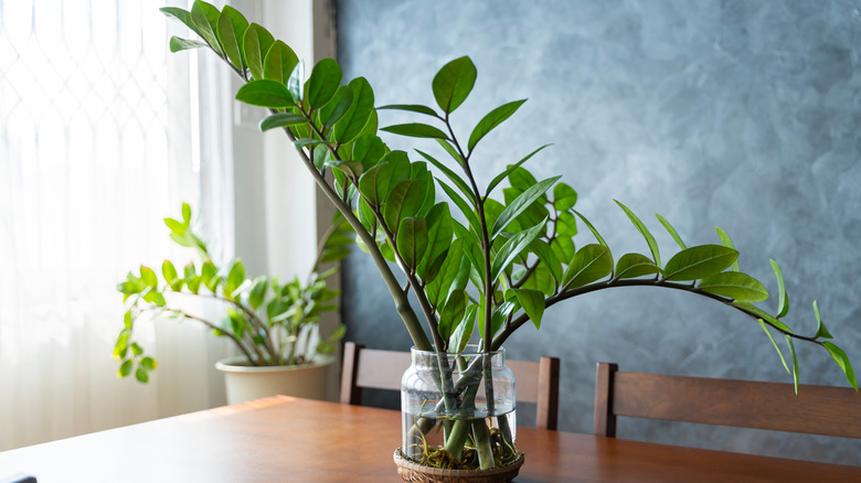 ZZ plant on a wooden dining room table with another plant in the background