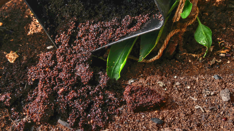 Old coffee grounds poured onto soil