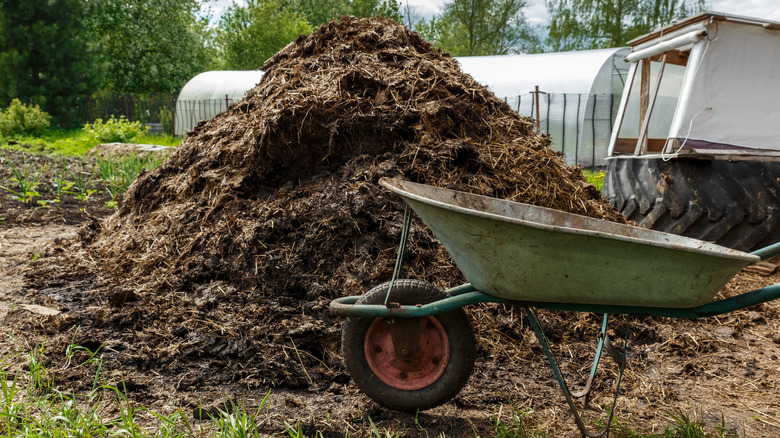 A wheelbarrow near a pile of manure