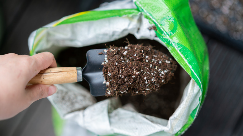 Scooping potting mix out of a bag
