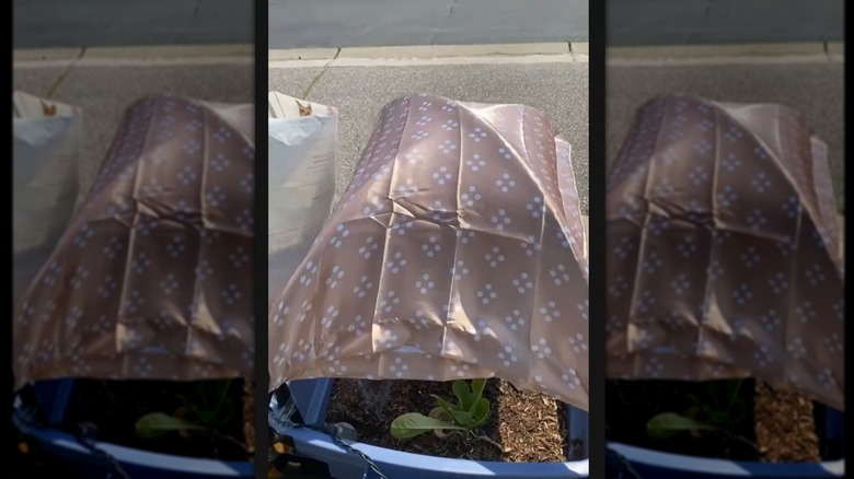 silk pillowcase covering a container garden