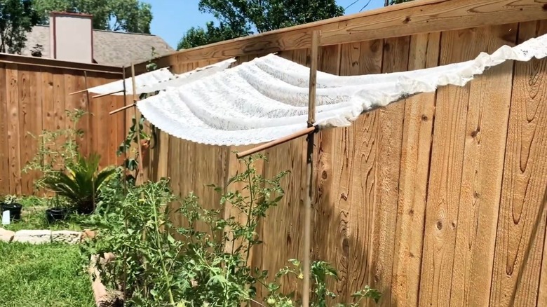 Lace curtains are used to shade plants from the sun.