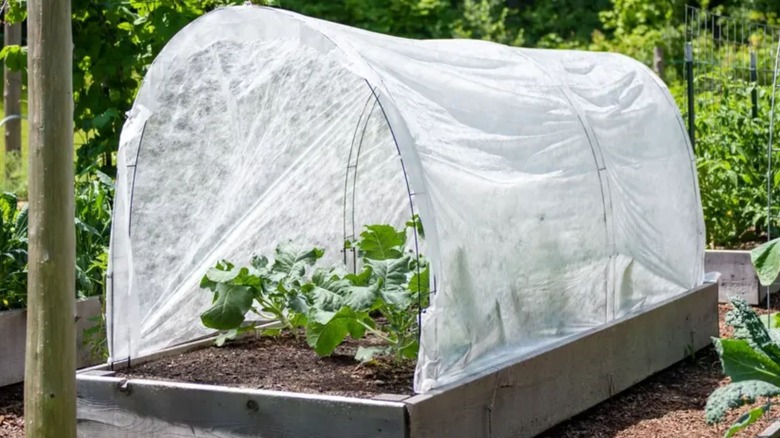 A frost blanket acts as a shade cloth for plants.