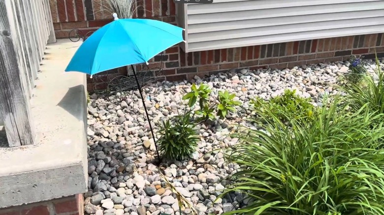 A blue umbrella shade plants from the sun.