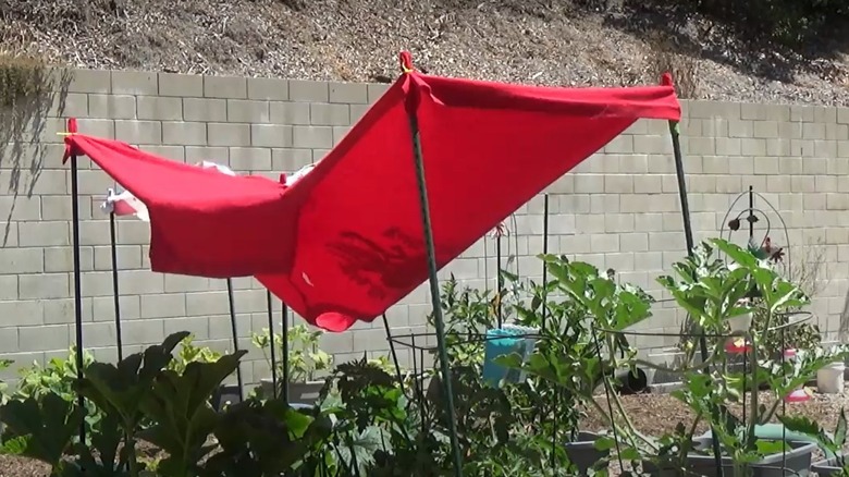 red shirt covering plants in the sun