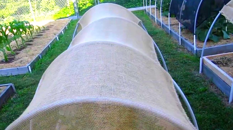 Burlap acting as a shade cloth in a vegetable garden.