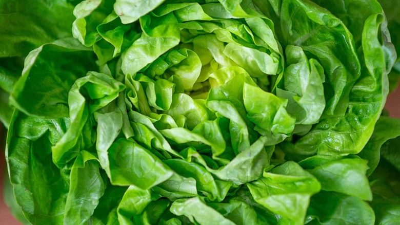 Close up of 'Arctic King' lettuce