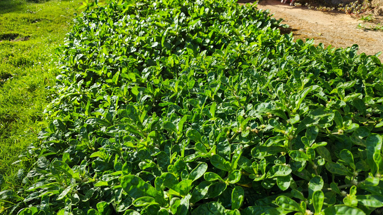 Fresh corn salad Valerianella locusta lambs lettuce growing outside