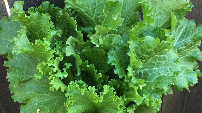 Close up of freshly harvested green wave mustard greens