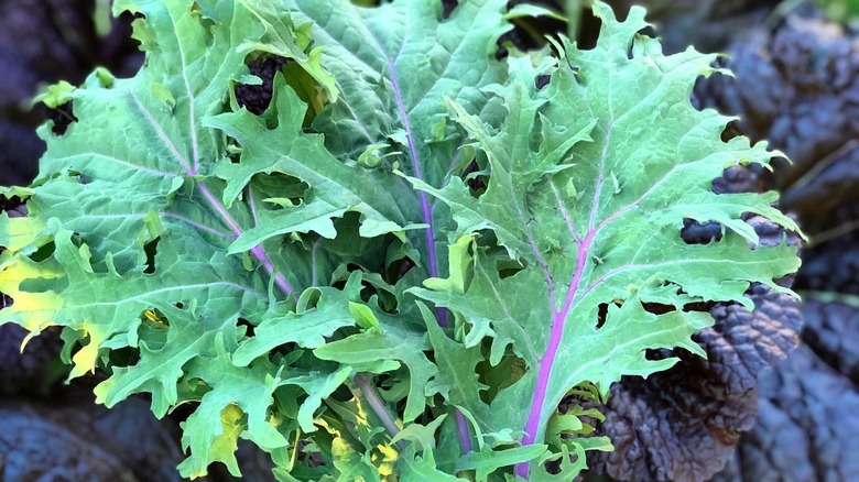 Freshly harvested Red Russian kale