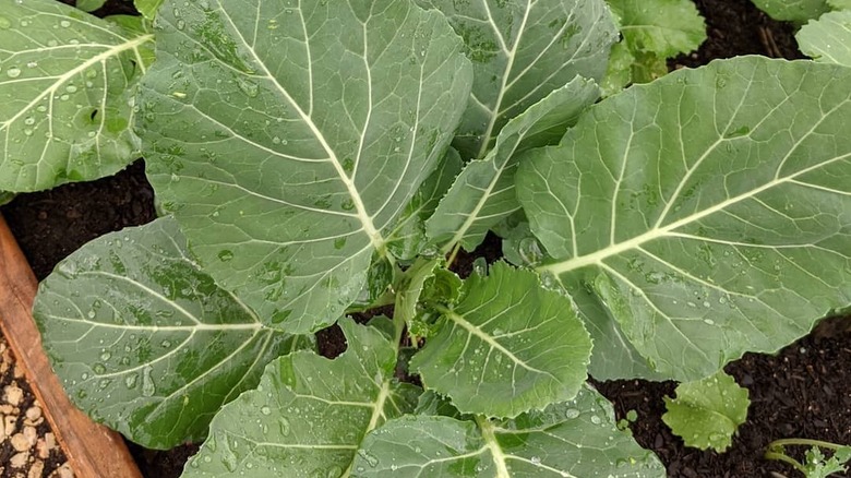 Vates collards growing in a garden bed