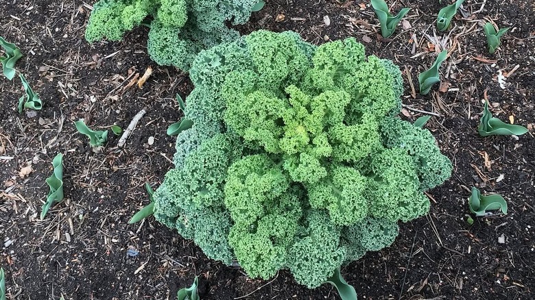 Winterbor kale growing in the garden