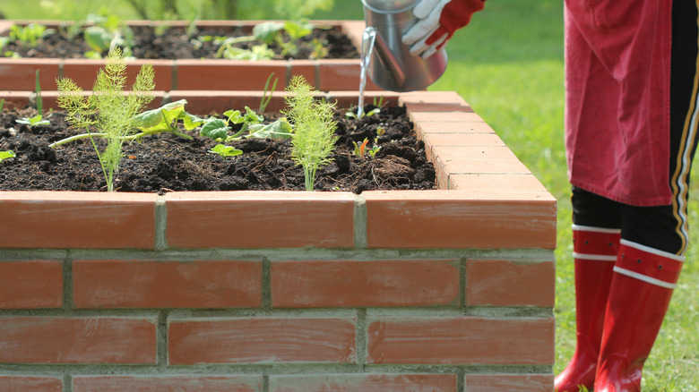 A person waters seedlings in a brick raised garden bed.
