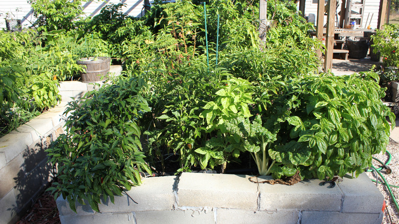 A raised garden bed made from concrete masonry units.