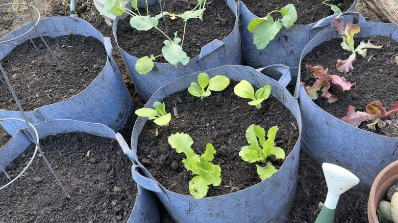 Fabric raised garden beds with filled with soil and plants.