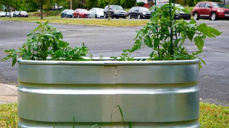 A galvanized steel garden bed in the front yard of a home.