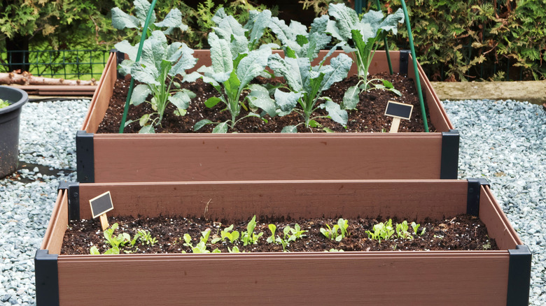 Two garden bed made of plastic siding the filled with soil and vegetables.