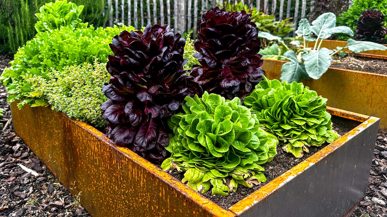A garden bed with walls made of weathering steel.
