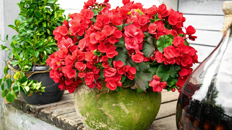 Red begonias growing in a moss-covered planter on a front porch.