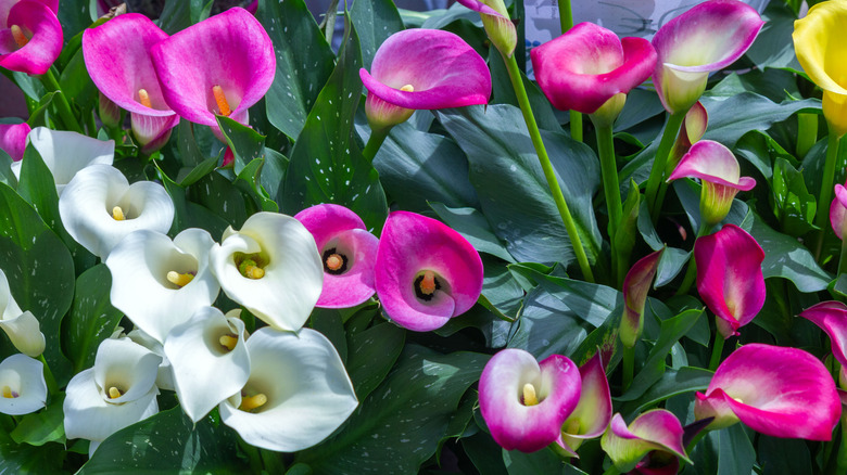 Pink- and white-flowering calla lilies growing in planters.