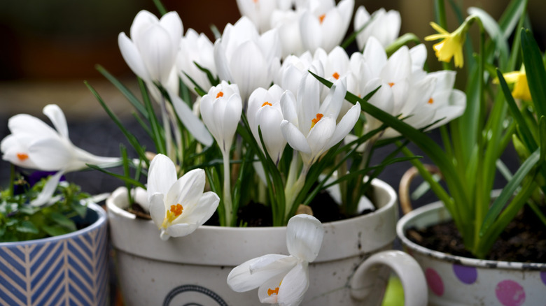 White crocus blooms growing in an old ceramic mug turned into a plant pot.
