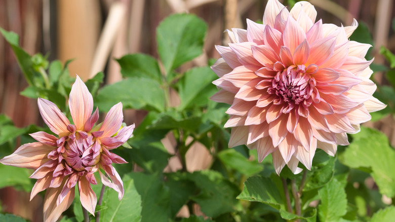 Pink dahlia blooms growing on a thriving plant.