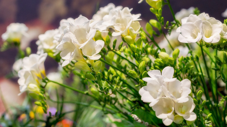 White freesia blooms growing on a plant in a container.