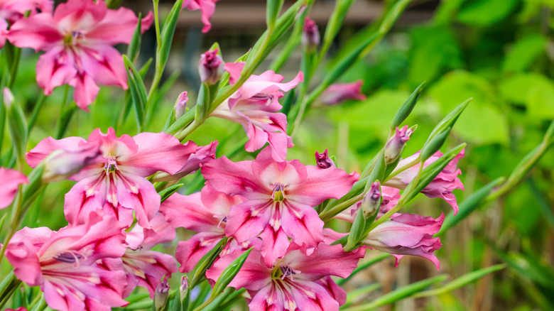 Pink gladiola blooms growing on a plant in a container.