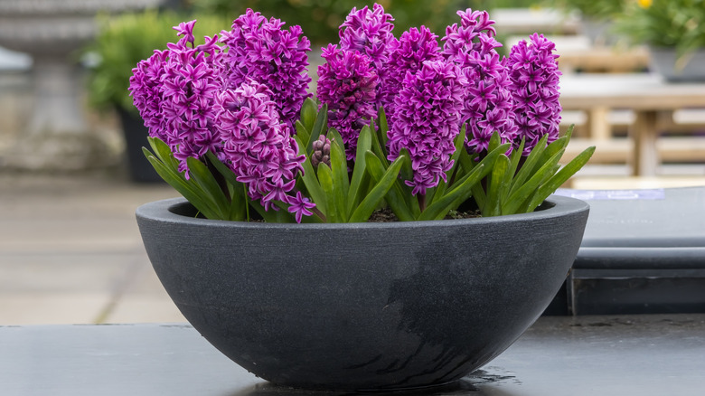 Purple hyacinths growing in a shallow black bowl planter on a patio.
