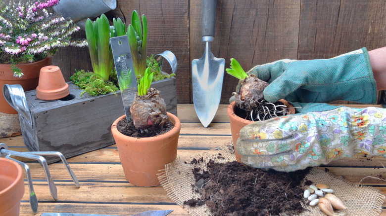 Gloved hands plant hyacinth bulbs in small terracotta pots on a wooden deck.