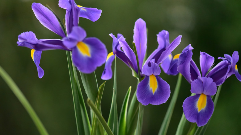 Purple iris blooms growing on potted plants.