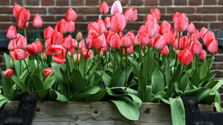 Red tulips growing in a wooden-sided raised garden bed.
