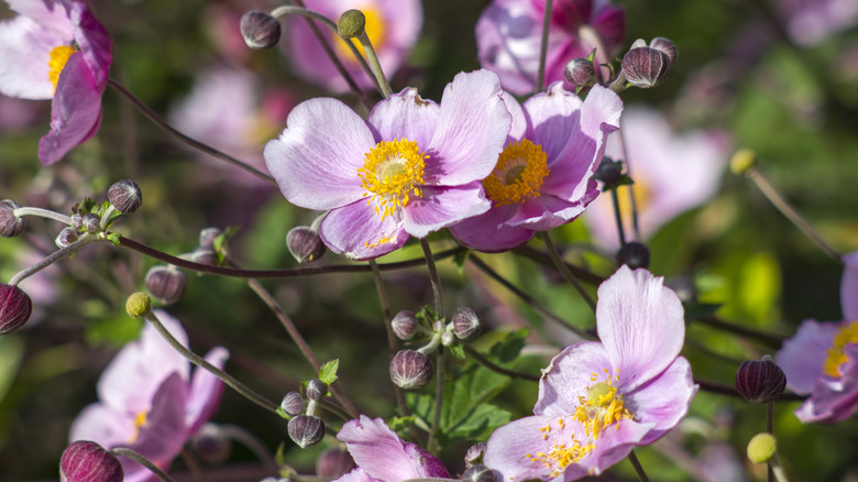Pink windflower petals.