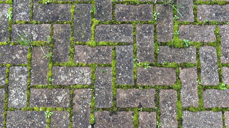 Pavers on a driveway overgrown with moss