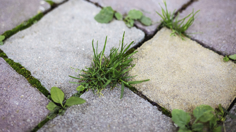 Weeds in pavers