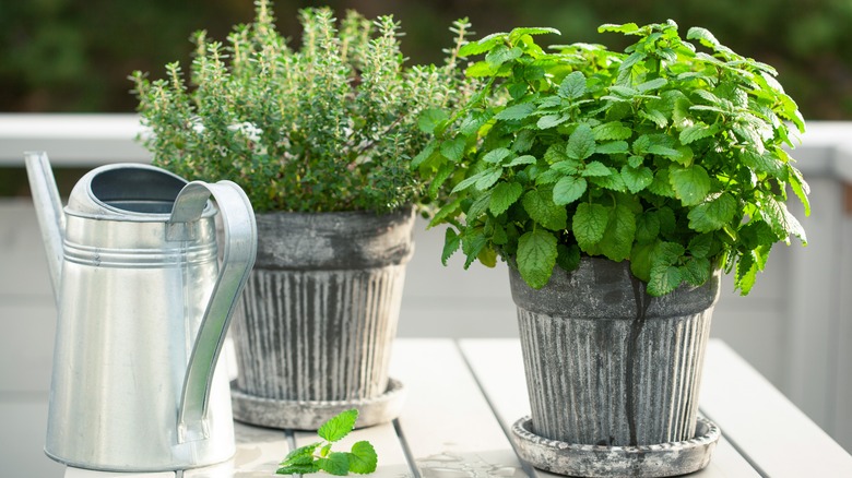herbs growing in containers