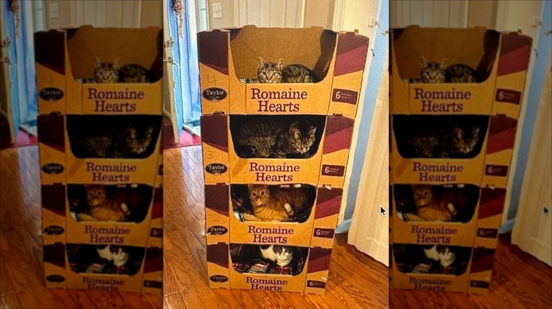 Four cardboard boxes stacked on top of each other with a cat sitting in each one.