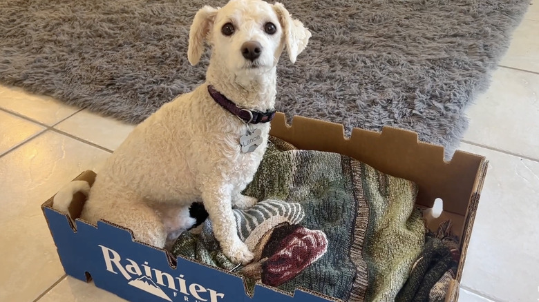 Dog sitting in a cardboard box with a blanket laid out on the bottom.