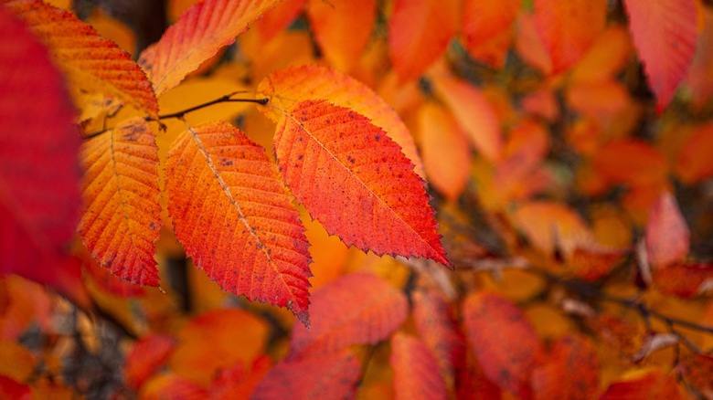 Close up of red leaves of American Hornbeam tree in fall