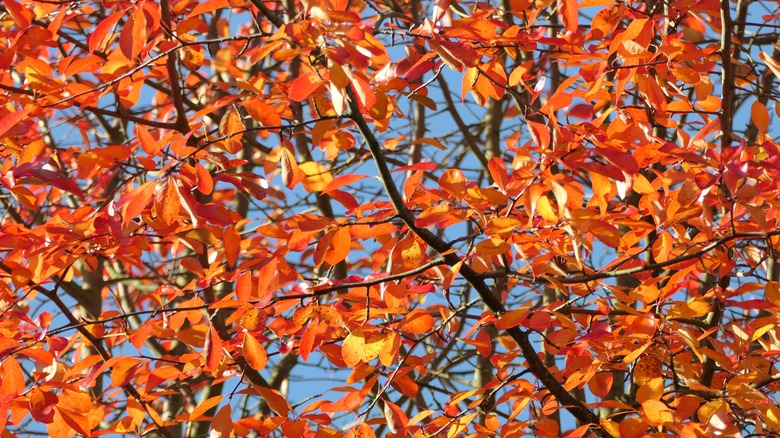 close up of reddish orange leaves of a black tupelo tree