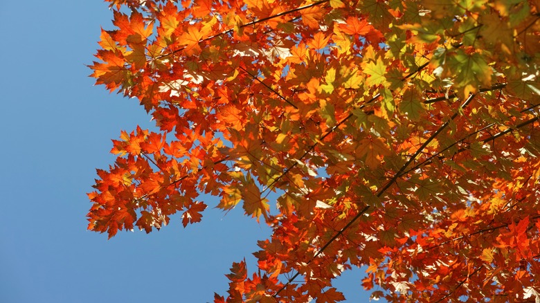 The red and yellow leaves of a freeman maple tree against a blue sky.