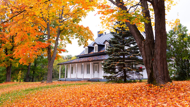 Trees in front yard with yellow and red fall colored leaves