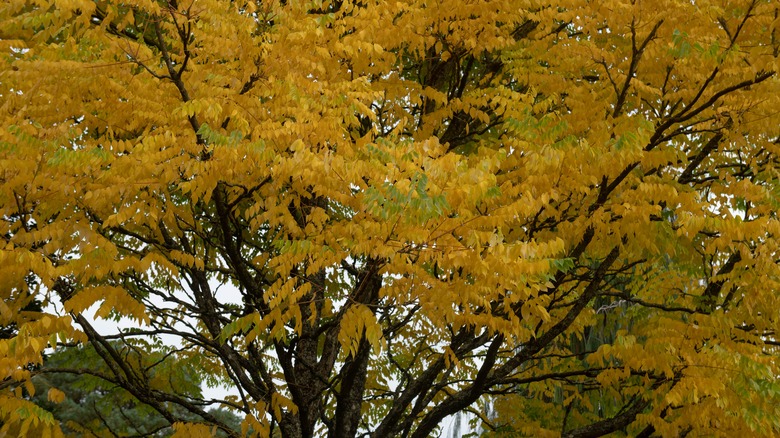 close up of Kentucky Coffeetree branches with bright yellow leaves