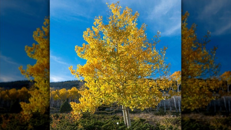 Bright yellow leaves of a Quaking Aspen tree