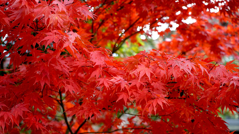 Close up of red maple tree leaves
