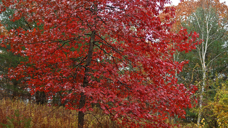 Bright red leafed scarlet oak tree