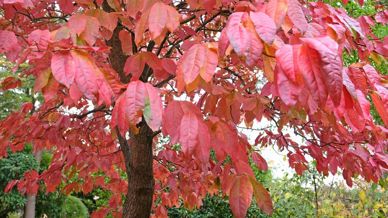 Red leaves of a Sourwood tree.