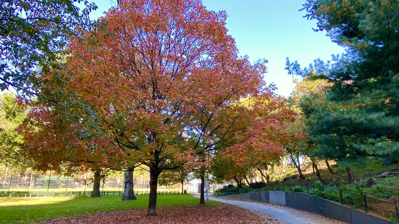 Sugar maple tree with red leaves
